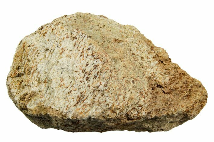 Dinosaur (Triceratops) Bone Section - Montana #366616